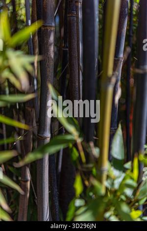 Background or decoration, photography of Bambu, Madrid. Stock Photo