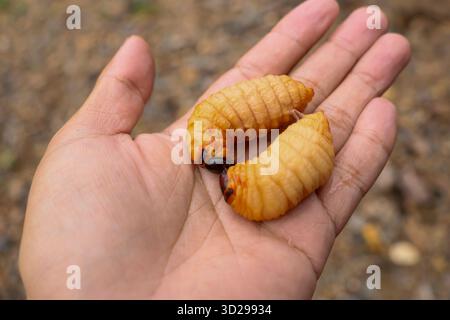 A fat weevil in the hands of a gardener. A beetle with various names: Red palm weevil, Red-stripes palm weevil, Asian palm weevil, Sago palm weevil. Stock Photo