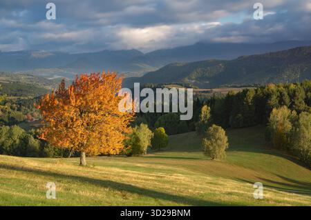 View of golden autumn hues paint a vibrant tree against the backdrop of rolling hills and dramatic skies, Meadows over Strelniky, Banska Bystrica Regi Stock Photo