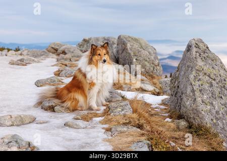 Shetland Sheepdog sitting on a snowy mountain path with large rocks and distant hills under cloudy sky. Stock Photo