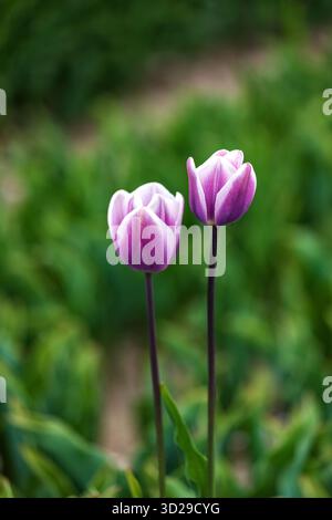 View of vibrant purple and white tulips stand tall, their delicate petals catching the light against a backdrop of blurred green fields, Haarlem, Nort Stock Photo
