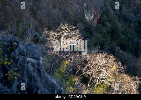 selective focus forest with dry branches without leaves High-angle from the top of a mountain in Thailand. Strangely shaped branches. Stock Photo