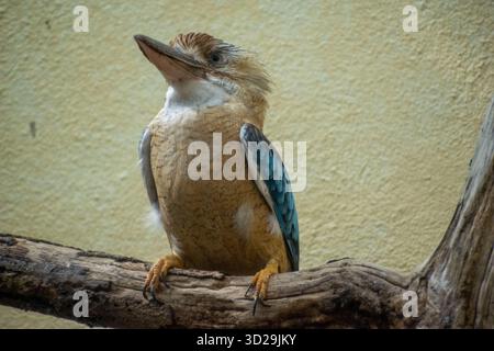 The laughing kookaburra (Dacelo novaeguineae) is a bird in the kingfisher subfamily Halcyoninae. Stock Photo