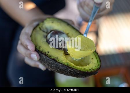 Selective focus, large avocados, lots of flesh, in the hands of a housewife, avocados with modified varieties, very large ones Stock Photo