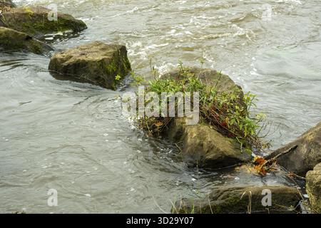 Borken-Hoxfeld, NRW, Germany, Calm river water flows around large rocks, highlighting lush green plants emerging from the stones, creating a serene an Stock Photo