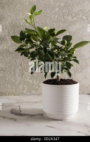 A beautiful citrus blossoming tree in a white ceramic pot on a marble table against a grey wall. home farming Stock Photo