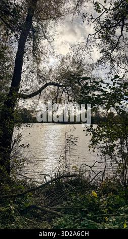 Peaceful view of sunlight reflecting on a calm forest lake during autumn. Stock Photo