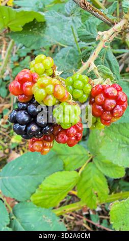 Close-up of a cluster of ripening blackberries showing different stages of maturity, from green to red and fully ripe black fruits. Stock Photo