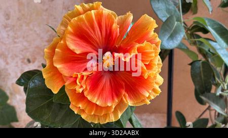 Ruffled orange and red hibiscus flower in full bloom with vivid petals and yellow stamens in a garden setting. Stock Photo