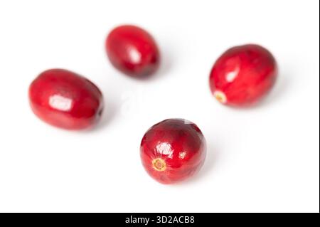 Fresh cranberries, close-up, front view, on white background. Group of four ripe and intense red large cranberries, fruits of Vaccinium macrocarpon. Stock Photo