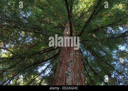 Coastal Redwood tree (Sequoia sempervirens) - a large, winter-hardy evergreen conifer. Stock Photo