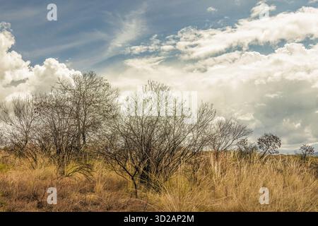 Burnt bushes in a semi desert area on an overcast sky, in La Candelaria desert in the eastern Andean mountains of central Colombia Stock Photo