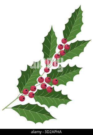 Christmas holly branch illustration. Vector illustration of festive holly twig with green leaves, red berries, isolated on white background. New Year Stock Vector