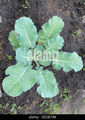 A close-up shot of one young, green broccoli plant growing in dark, rich soil. Stock Photo