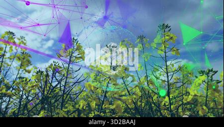 Displaying yellow-flowering crop filling farmland, with network featuring nodes and globe mesh Stock Photo
