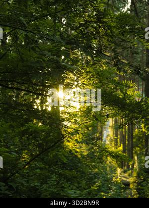 Sunlight shining through green forest trees in summer woodland Stock Photo