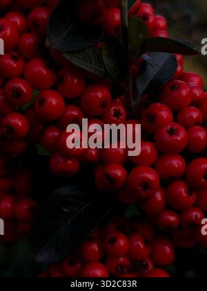 Clusters of bright berries ripening on branches under soft autumn light. The saturated red and orange tones contrast with the deep green leaves. Stock Photo