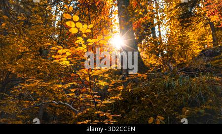 Golden autumn sunlight shining through forest leaves creating warm and peaceful nature scenery Stock Photo