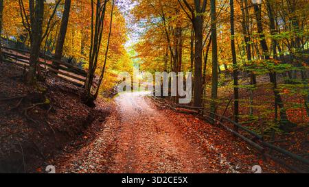 Curved dirt road through colorful autumn forest surrounded by wooden fences and glowing foliage in warm sunlight Stock Photo