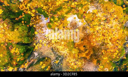 Golden autumn leaves floating on clear forest stream forming vibrant natural texture with reflections of sunlight Stock Photo