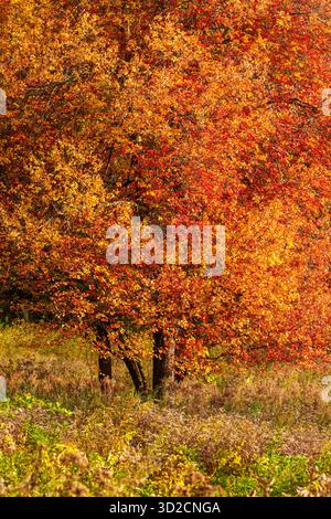 Red maple in brilliant fall foliage rising from a meadow at Broadmoor Wildlife Sanctuary in Natick, Massachusetts, USA, on a bright autumn day. Stock Photo