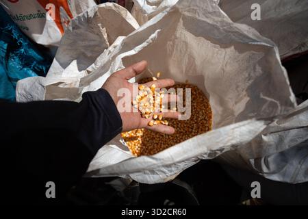 selective focus many yellow corn kernels in hand Dried corn seeds in the field Beautiful grown seeds from the sack ready to be delivered to the factor Stock Photo