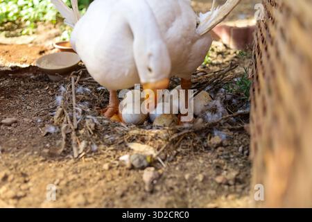 selective focus several white goose eggs white goose sitting and incubating eggs in a farm garden A cute goose raised with love Stock Photo