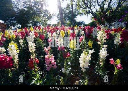 High-angle flower garden Multicolored Snapdragons Flower garden in a park in Chiang Mai, Thailand High-angle background image of various colored flowe Stock Photo