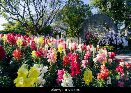 High-angle flower garden Multicolored Snapdragons Flower garden in a park in Chiang Mai, Thailand High-angle background image of various colored flowe Stock Photo