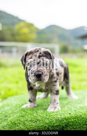selective focus cute little black brown and white puppies with gray spots Bandogs puppies Neapolitan Mastiff in perfect shape in the front yard large Stock Photo