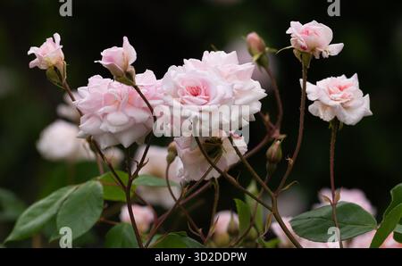 White roses Stock Photo