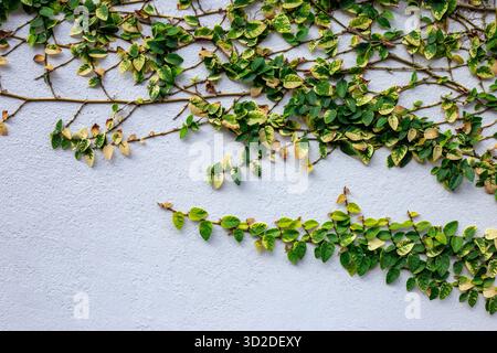 Selective Focus Plant leaves crawling up the white house wall. There is space for text. Stock Photo