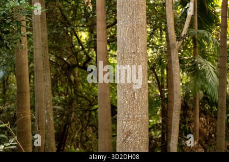 Trunks of trees above ground level in sub-tropical lowland rainforest in Queensland, Australia. Shade. Brown vertical trunks, green leafy background. Stock Photo