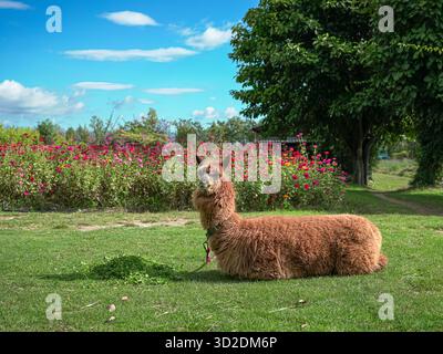 Alpaca sitting on a field, feeding on grass. Stock Photo