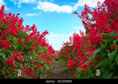 Large red Salvia flower farm. Against blue sky. Low angle view. Stock Photo