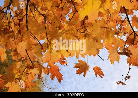 Bright red leaves and winged seeds of autumn maple branches lit by sunlight, close-up Stock Photo