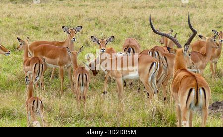 Touching nature shot of an impala family with a male impala and many females, Masai Mara Nature Reserve, Kenya, Africa Stock Photo