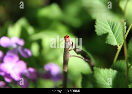 Ladybug Perched on a Twig with Green and Purple Background Stock Photo
