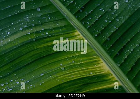 Banana leaf texture background, Heliconaia striata, and many invigorating water drops. On the surface of the green and white banana leaves, there are Stock Photo
