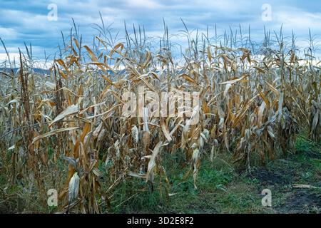 Rural harvest landscape with dried corn stalks in Transyvania, Romania Stock Photo