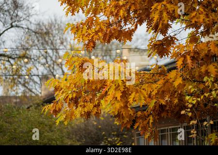 Vibrant oak tree branches with orange autumn leaves and decorative string lights above a building facade showing seasonal color texture, warm outdoor Stock Photo