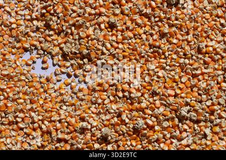 Close up top view of pile of dry yellow corn kernels creating natural texture background. feeling of an abundant agricultural harvest and raw food sup Stock Photo
