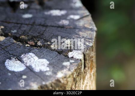 Curious little jumping spider on dark, weathered tree stump covered in lichen. This macro wildlife detail shows tiny arachnid in natural forest enviro Stock Photo
