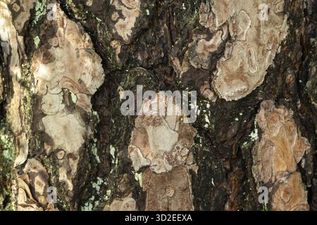 Borken, NRW, Germany, Pine tree bark texture with rough brown wood and green moss growing Stock Photo
