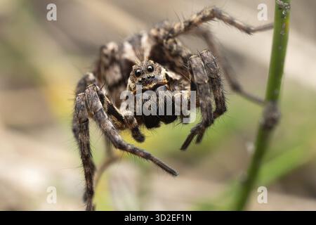 Bearded tarantula (Alopecosa accentuata), frontal close-up, sitting in vegetation, Doeberitzer Heide, Brandenburg, Germany Stock Photo