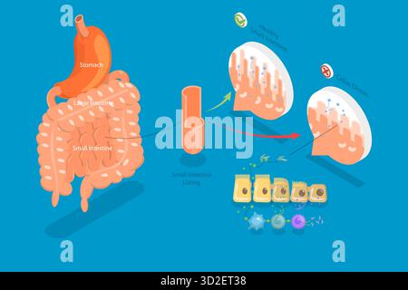 3D Isometric Flat Illustration of IBD, Educational Diagram for ...