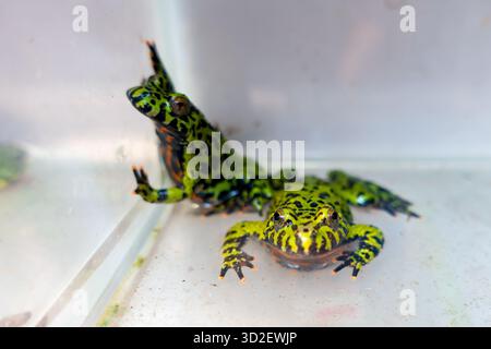 Oriental Fire-bellied Toads (Bombina orientalis) in a terrarium or enclosure. The amphibians display their striking, bright lime-green and black mottl Stock Photo