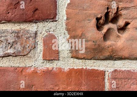 Terracotta brick wall with a single animal paw print embedded in the surface, showing unique texture and natural pattern detail. Stock Photo