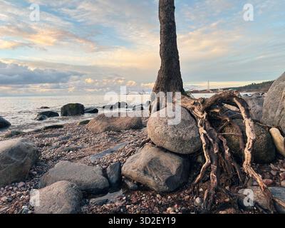 Coastal tree with exposed roots among stones on a rocky beach, symbolizing survival and resilience against sea erosion, captured in warm evening light Stock Photo
