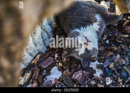 Domestic grey-and-white cat lying upside down on garden mulch, eyes closed and whiskers relaxed, enjoying warm sunlight and peaceful outdoor napping i Stock Photo